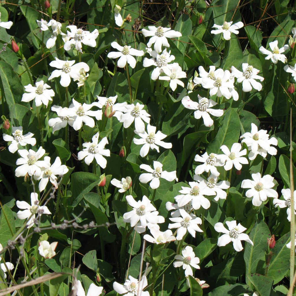 6 x Sumpf-Holztuynia - Anemopsis californica | Topf 9cm x 9cm