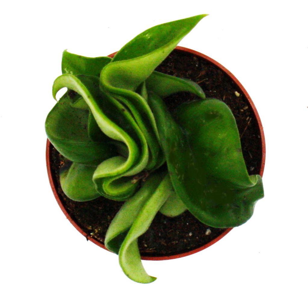 Exotenherz Mini-Pflanze Dracaena Compacta Drachenbaum - Ideal Fr Schalen &  Glser Im 5,5cm Topf Mini Zimmerpflanze