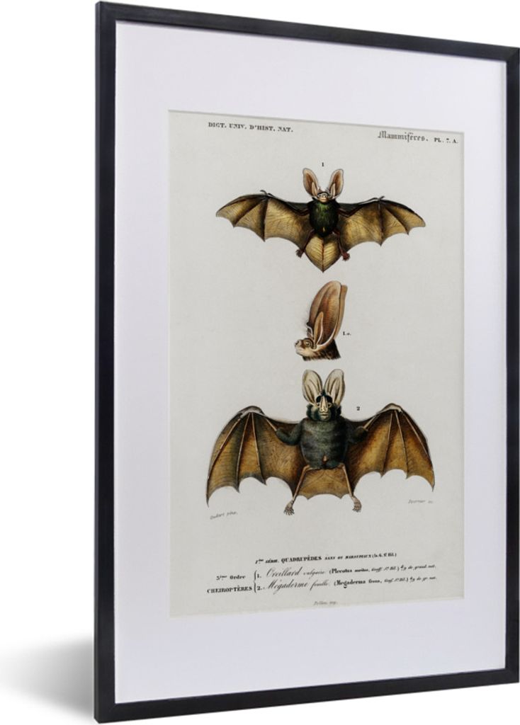 MuchoWow® MuchoWow® Gerahmtes Poster Fledermaus - Vintage - Produktbild 