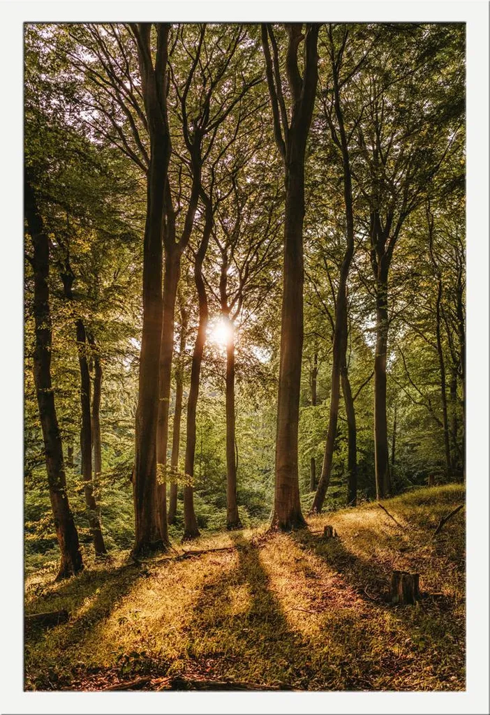 Poster Lever de soleil forêt Shinsuke cadre MDF blanc 61x91,5 cm