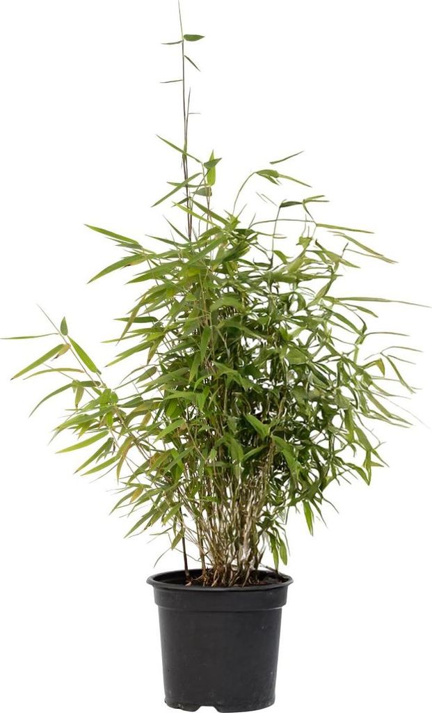A potted bamboo plant against a white background.