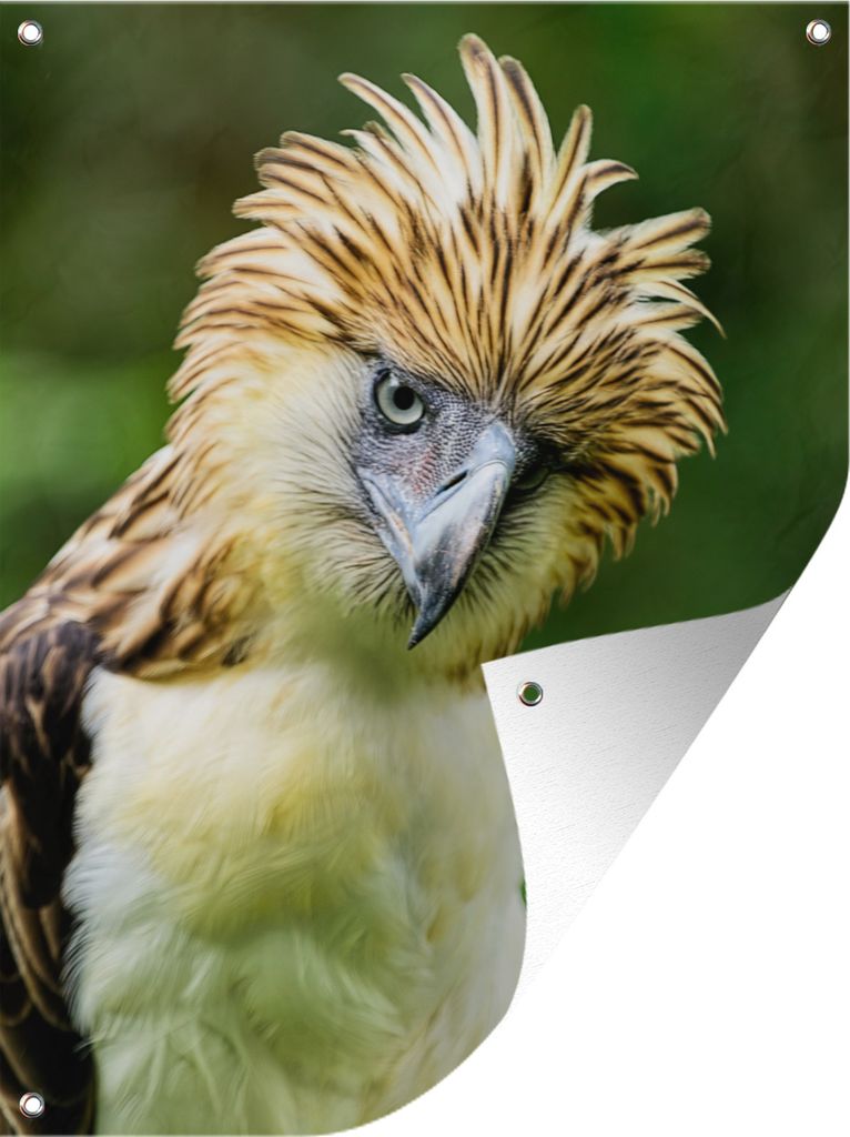 MuchoWow 60x80 cm Outdoor-Poster Gartendeko Sichtschutz Garten Poster für den Garten Philippinischer Affenadler am Morgen