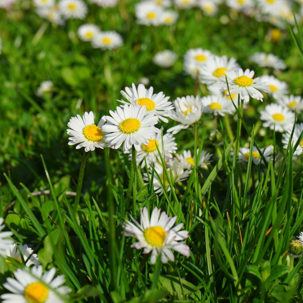 Gänseblümchen Einfach weiß Samen - Bellis perennis - Produktbild 5