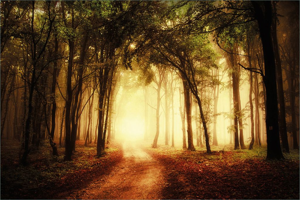 Wallario selbstklebendes Poster - Sonnenuntergang auf dem Waldweg, Größe: 61 x 91,50 cm