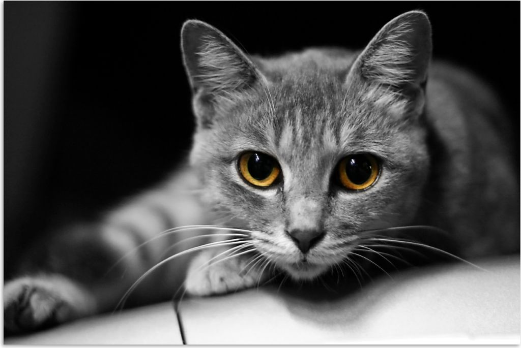 MuchoWow Poster Katze - Tier - Makro 60x40 cm - Schlafzimmerdekoration