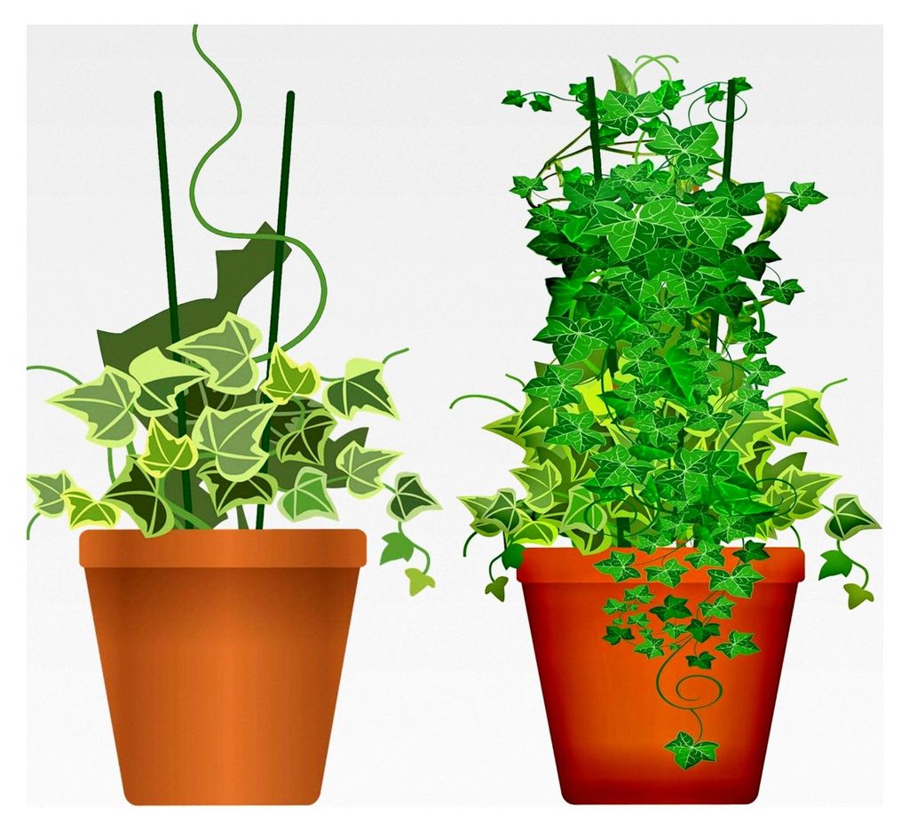 40 Stück Pflanzenstütze aus Holz, grün, 40 cm, 100% kompostierbar