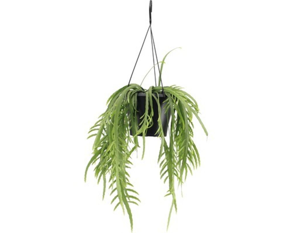 Epifytický kaktus v závěsném květináči FloraSelf Lepismium Obrázek produktu 