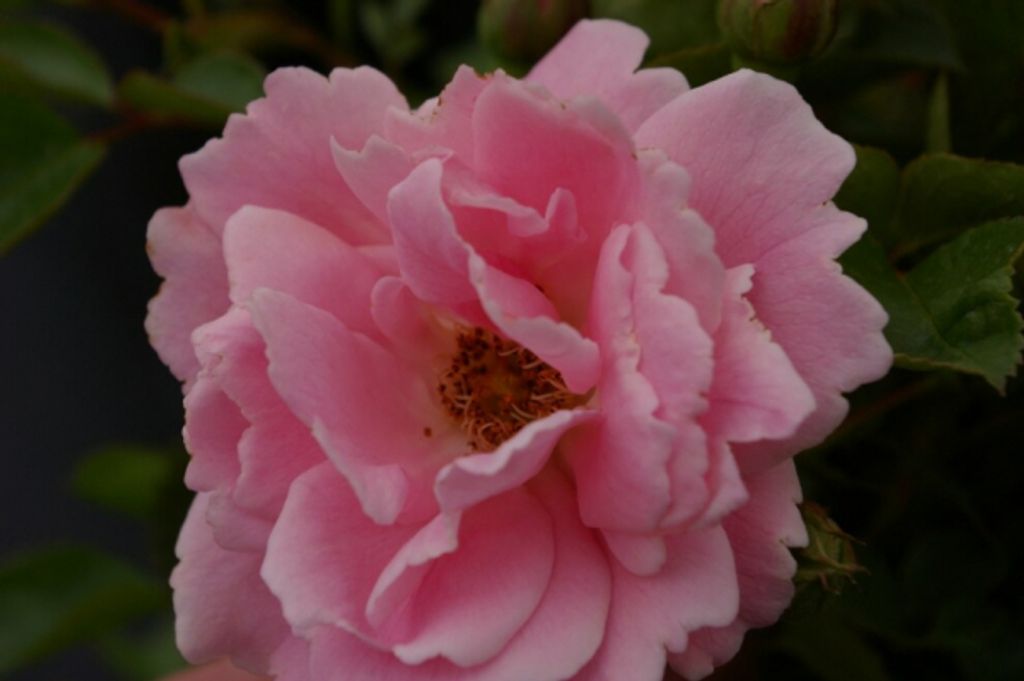 Bodendeckerrose Sommerwind - Rosa Sommerwind - Beetrose - Kordes-Rose