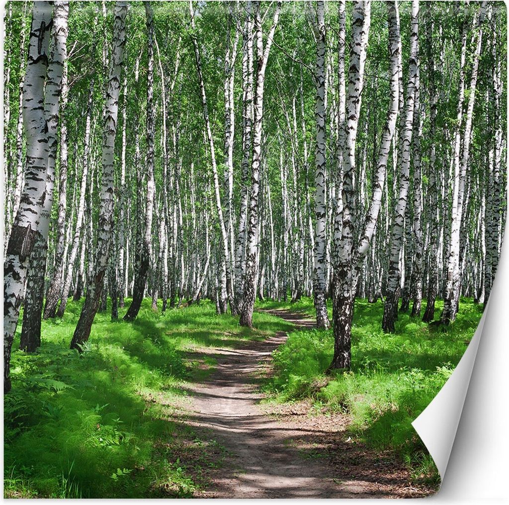 Vlies fototapete Birkenwald und Waldweg 300x300 cm Feeby Grün inkl. Kleber einfache Montage