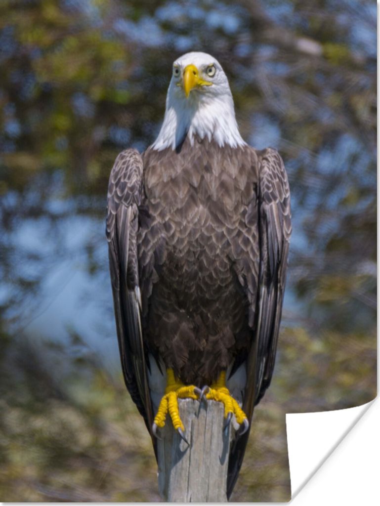 MuchoWow Poster Ein Weißkopfseeadler sitzt auf einem Holzpfahl 90x120 cm - Wohnzimmer