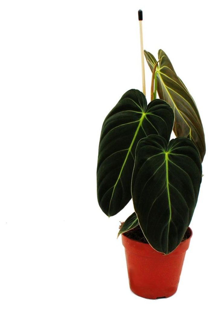 Philodendron melanochrysum - der schwarz-goldene Baumfreund Produktbild 