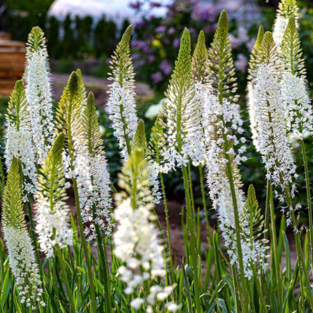Eremurus Steppenkerze Wüstenschweif Lilienschweif Als Produktbild 