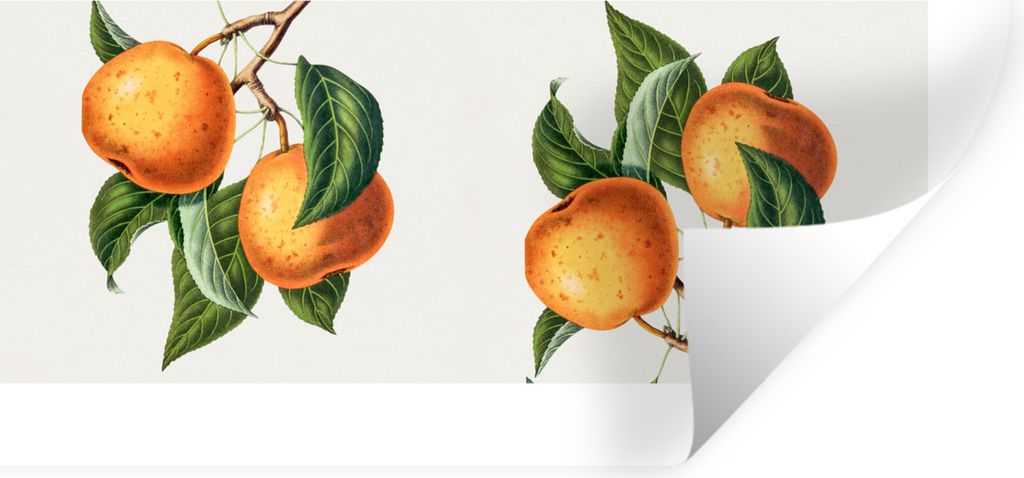 MuchoWow Wandtattoo Wandsticker Wandaufkleber Lebensmittel - Orange - Pflanze 120x60 cm Selbstklebend und Repositionierbar - Sticker - Dekorfolie