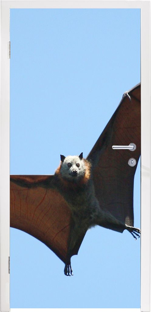 MuchoWow Türtapete Selbstklebende Türfolie Fledermaus - Luft - Flügel 75x205 cm Türposter Türaufkleber Klebefolie Türklebefolie - XXL-Aufkl...