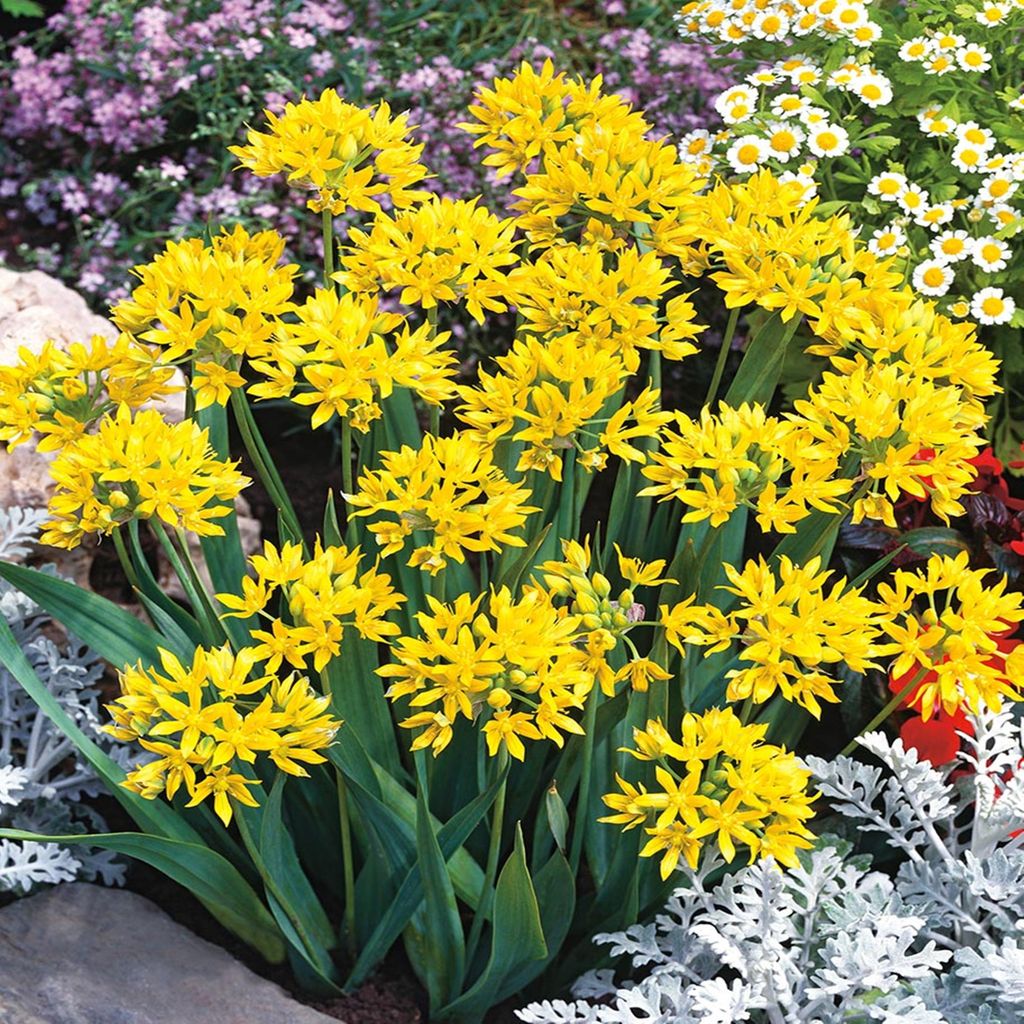 Blumenzwiebeln Zwiebeln Zierlauch Allium Moly 10 St. Produktbild 