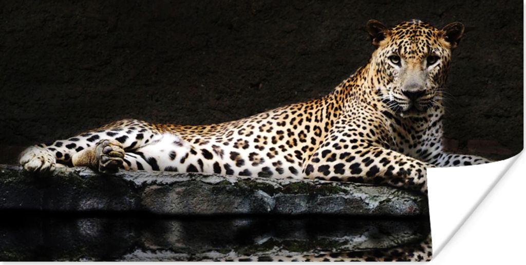 MuchoWow Poster Leopard - Wasser - Wald 80x40 cm - Wanddeko