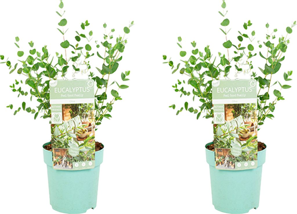 Bloomique - 2er-Set - Eucalyptus Parvifolia - Produktbild 