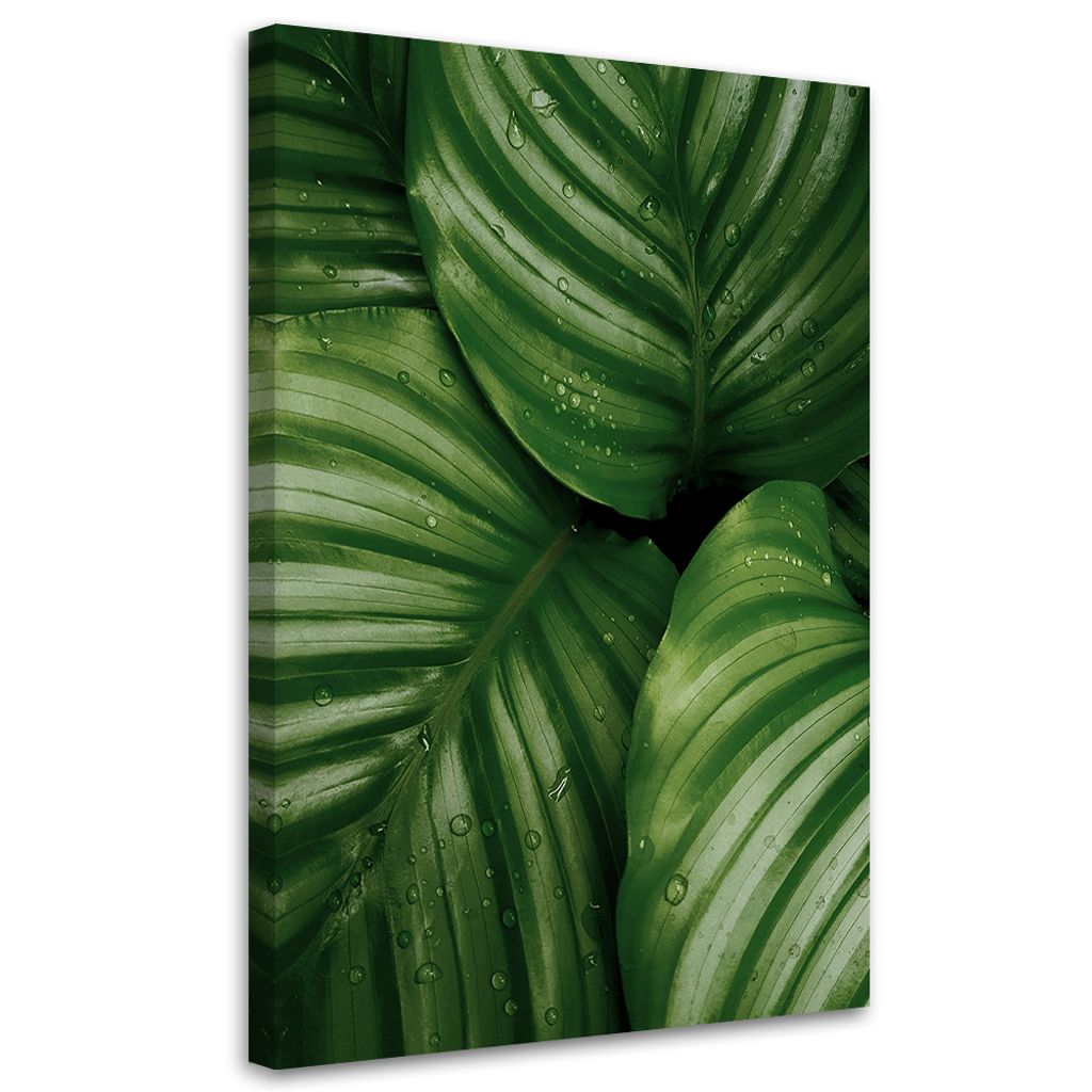 Leinwandbild Wassertropfen auf Blättern 80x120 Feeby Grün bild für die wand bereit zum aufhängen