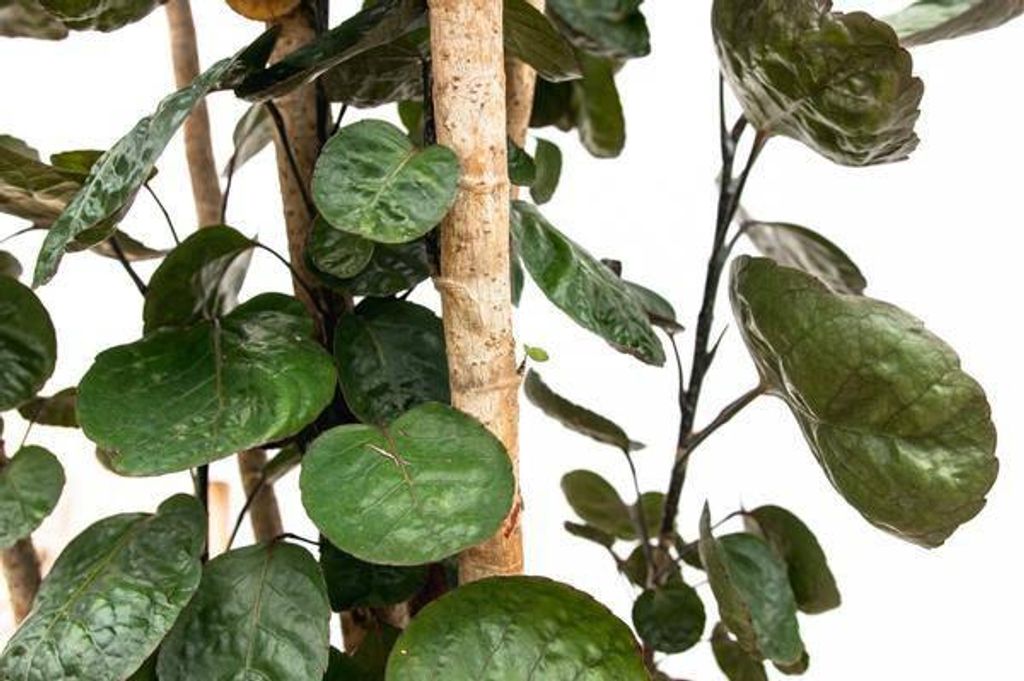 Exotische Grünpflanze glänzenden Blättern Fiederaralie Polyscias Fabian 160cm