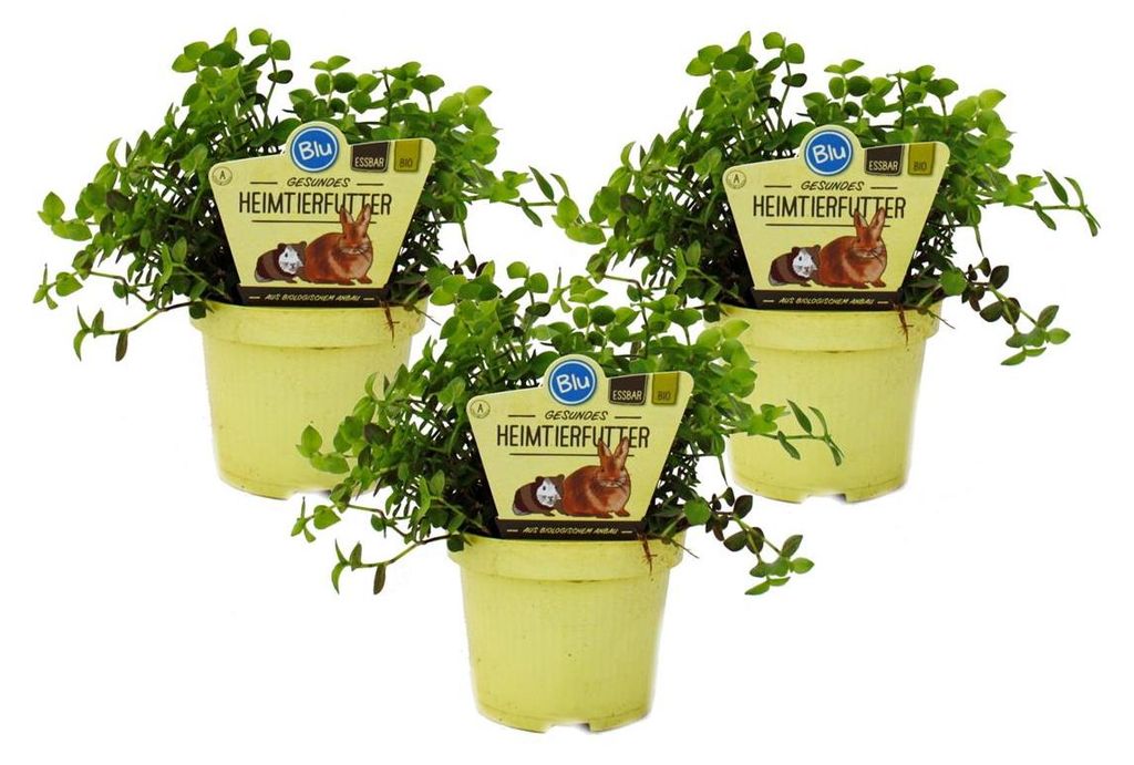 3er-Set Futterpflanzen für Haustiere – Callisia repens – Produktbild 