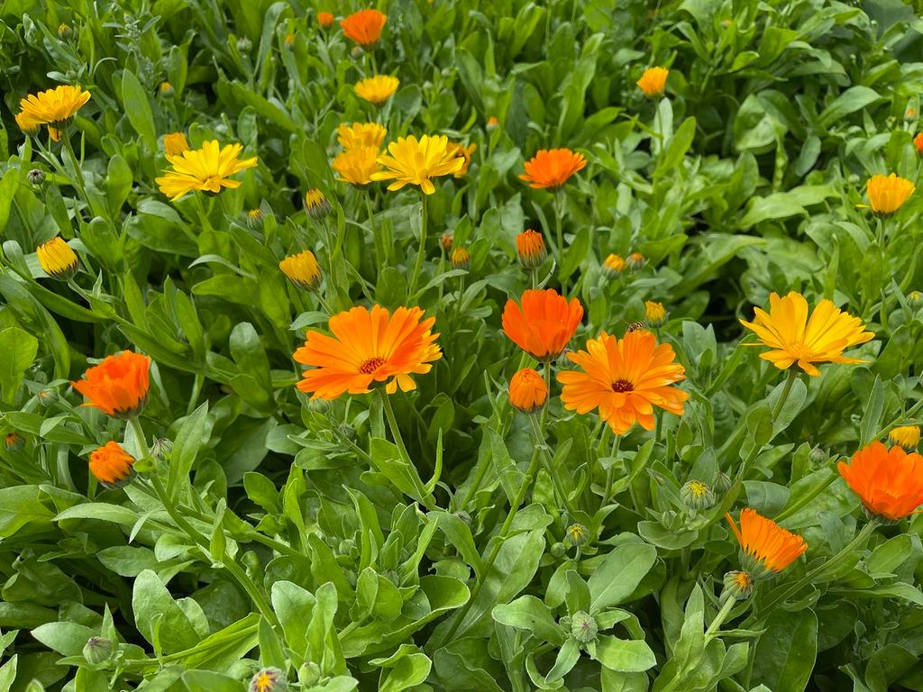 Ringelblumen Samen 500 Wildblumen Samen Calendula Produktbild 