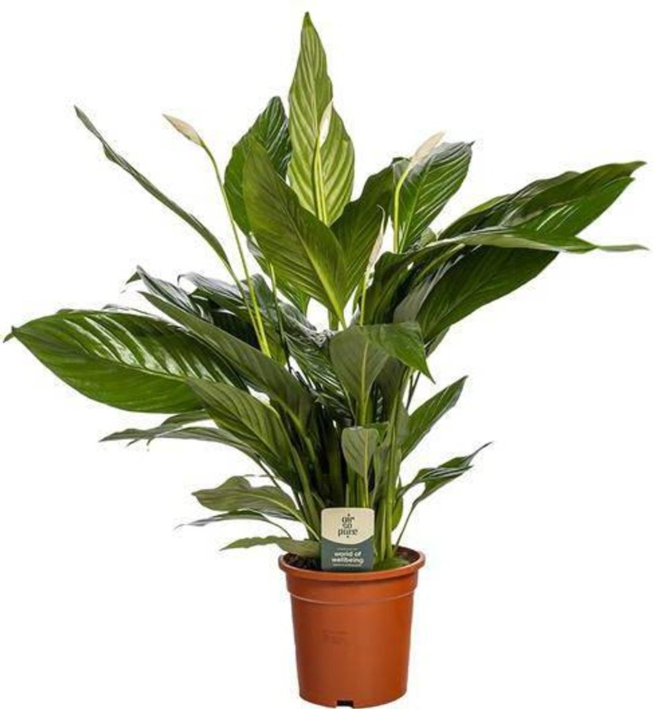 Einblatt Spathiphyllum Bingo Cupido Zimmerpflanze Ø19cm 80cm Friedenslilie