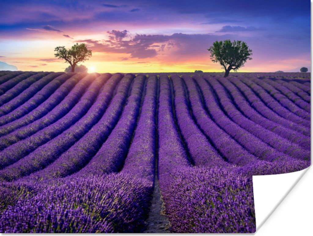 MuchoWow Poster Lavendel - Hügel - Sonnenuntergang - Bpmen - Lila 160x120 cm - Foto Plakat