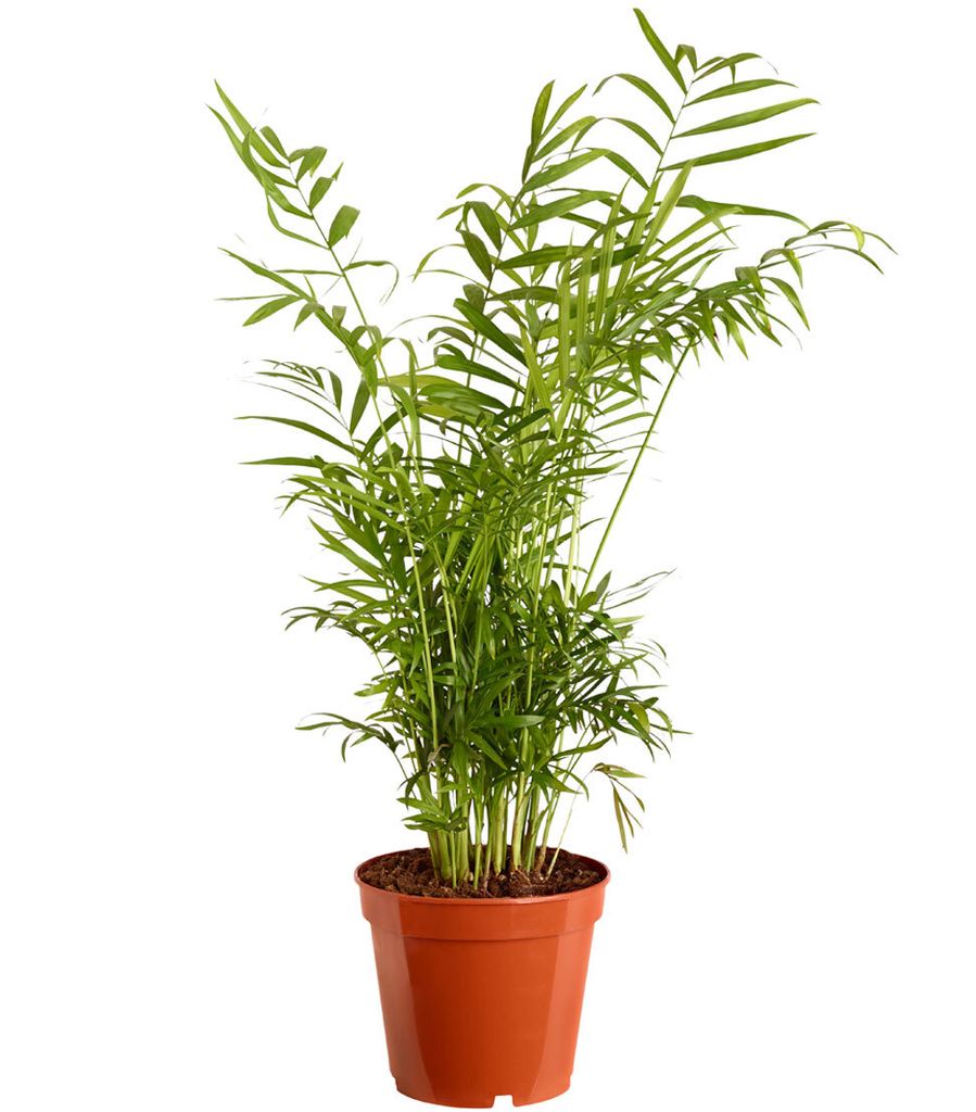 Dehner Bergpalme, Chamaedorea elegans, gefiedertes Blattwerk, 30-40 cm, Ø Topf 17 cm, Zimmerpalme