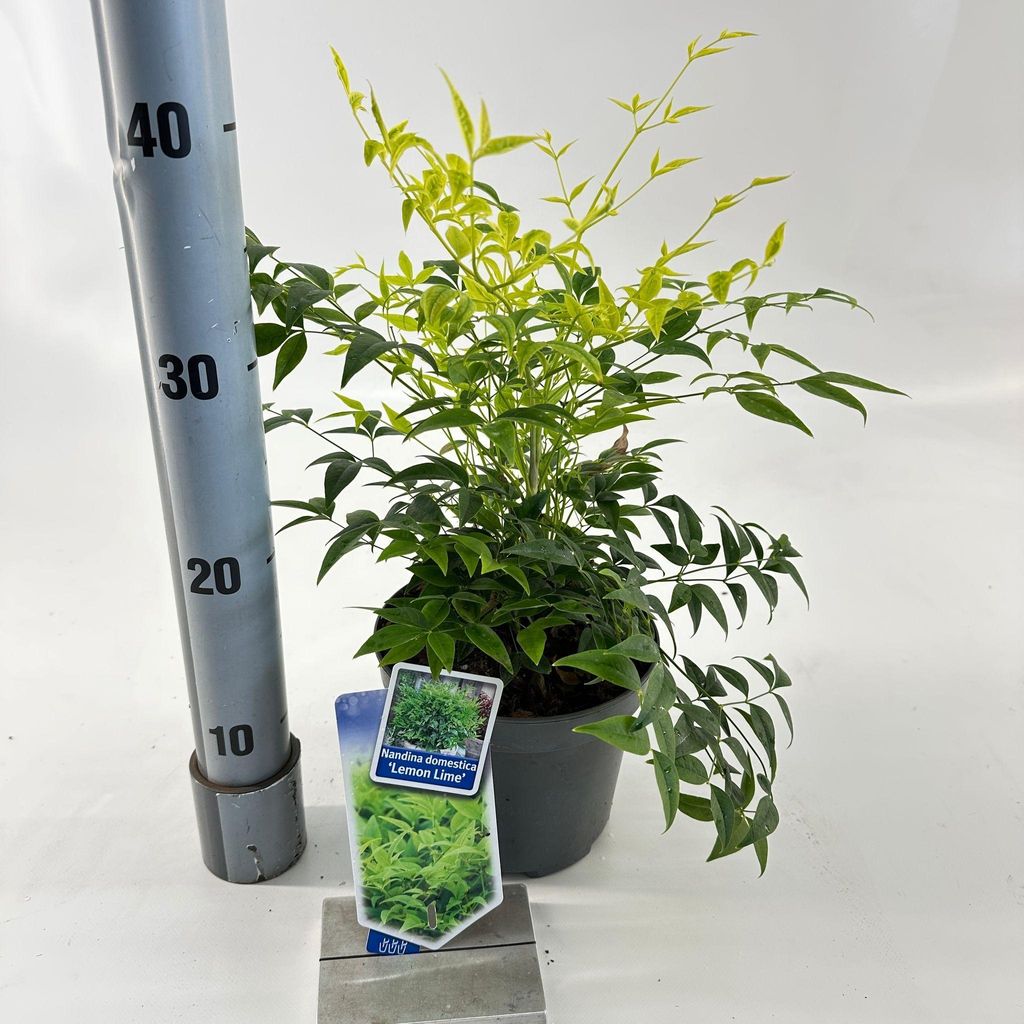 Nandina domestica Lemon & Lime ('Lemlim'PBR) - Himmelsbambus | 20-25 cm im Topf