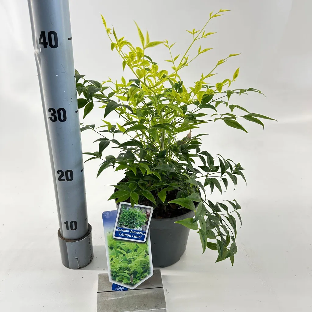 Bambou céleste Lemon Lime Nandina : feuillage vert citron éclatant