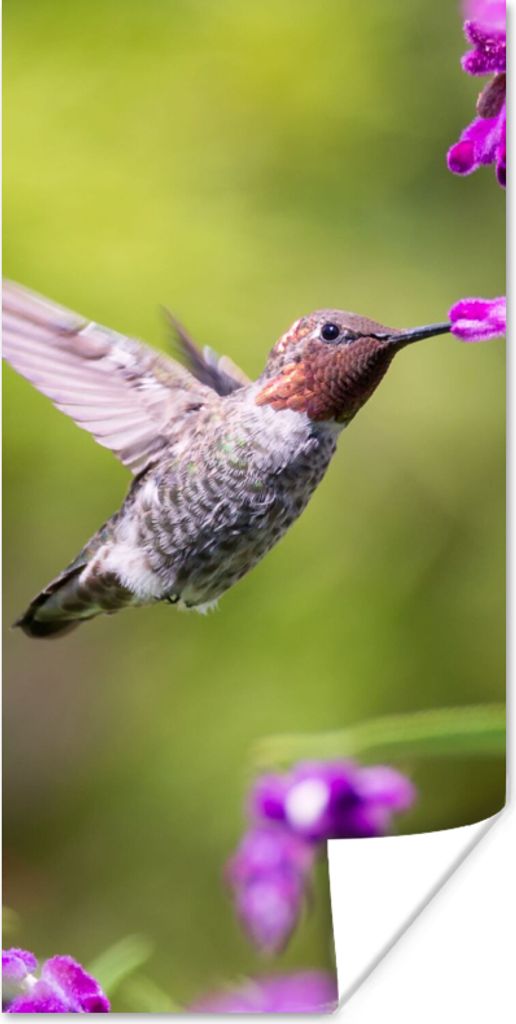 MuchoWow Poster Kolibri - Vogel - Natur 60x120 cm - Wandschmuck