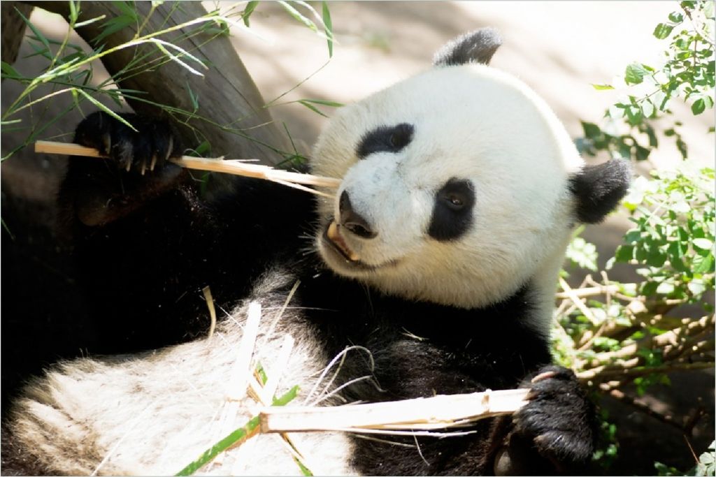 Wallario Poster - Panda knabbert an Bambusstücken, Kunstdruck Größe: 61 x 91,50 cm