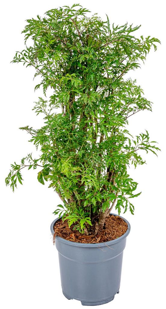 Bloomique - Polyscias Fruticosa - Aralia - Piante Immagine del prodotto 
