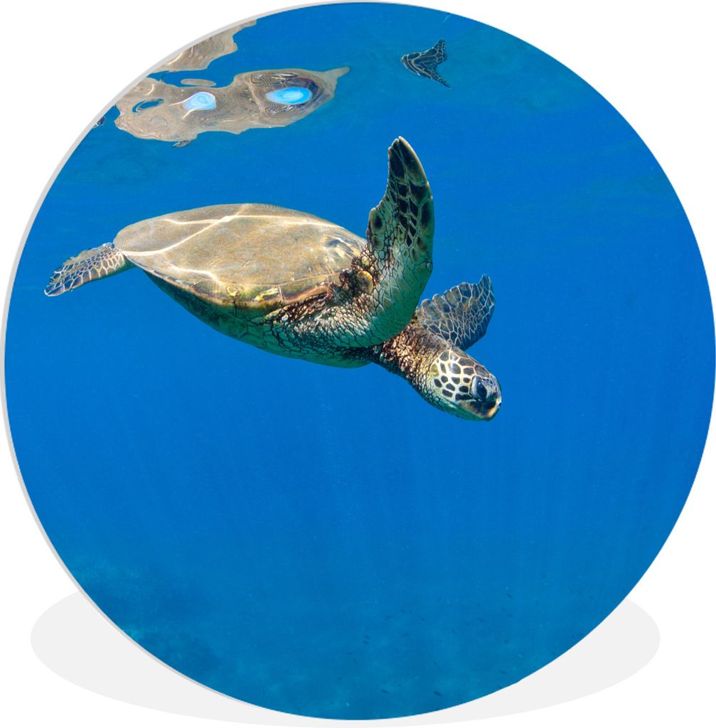 MuchoWow Rundes Wandbild - Runde Bilder Schildkröte schwimmt im Meer Ø 60 cm Kreis Wanddekoration Kunststoff - Wandkreis - Wandschmuck - Wand K...