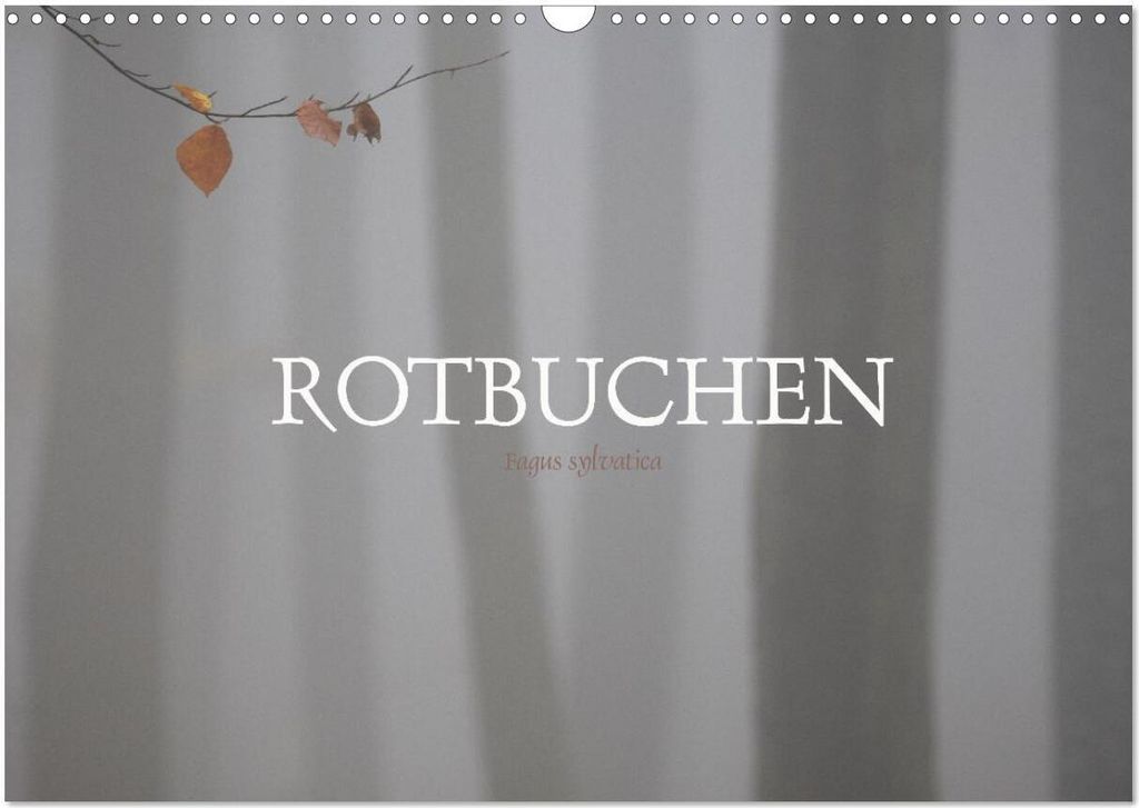 Rotbuchen (Wandkalender 2026 DIN A3 quer), CALVENDO Monatskalender