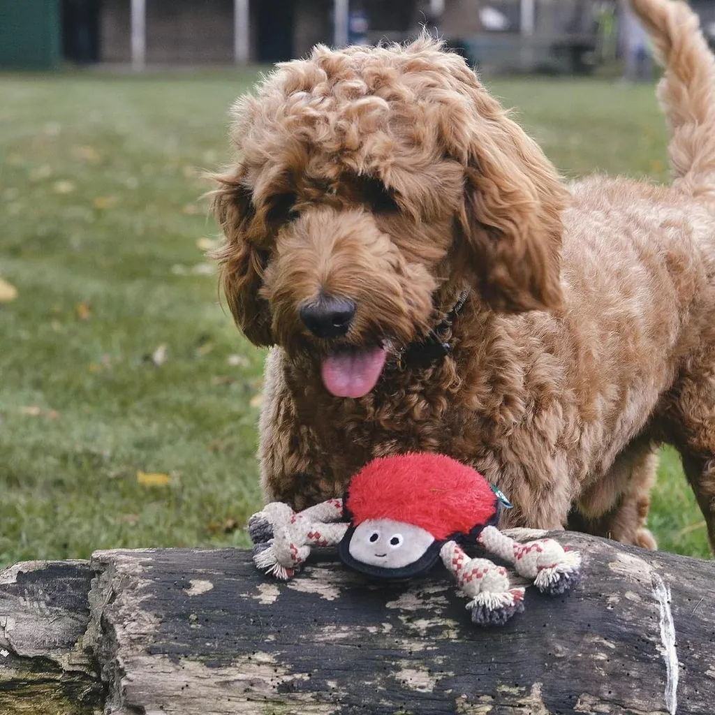 Jouet pour chiens interactif Beco Spider, idéal pour le lancer-rapporter