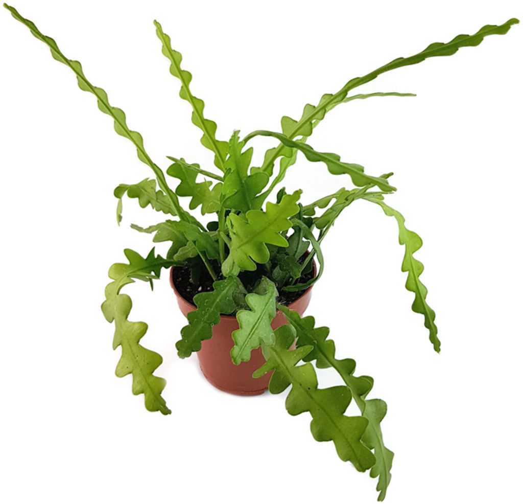 Fangblatt - Epiphyllum anguliger - Sägeblattkaktus - immergrünes Trendgewächs - pflegeleichter Blattkaktus für Ihr Zuhause