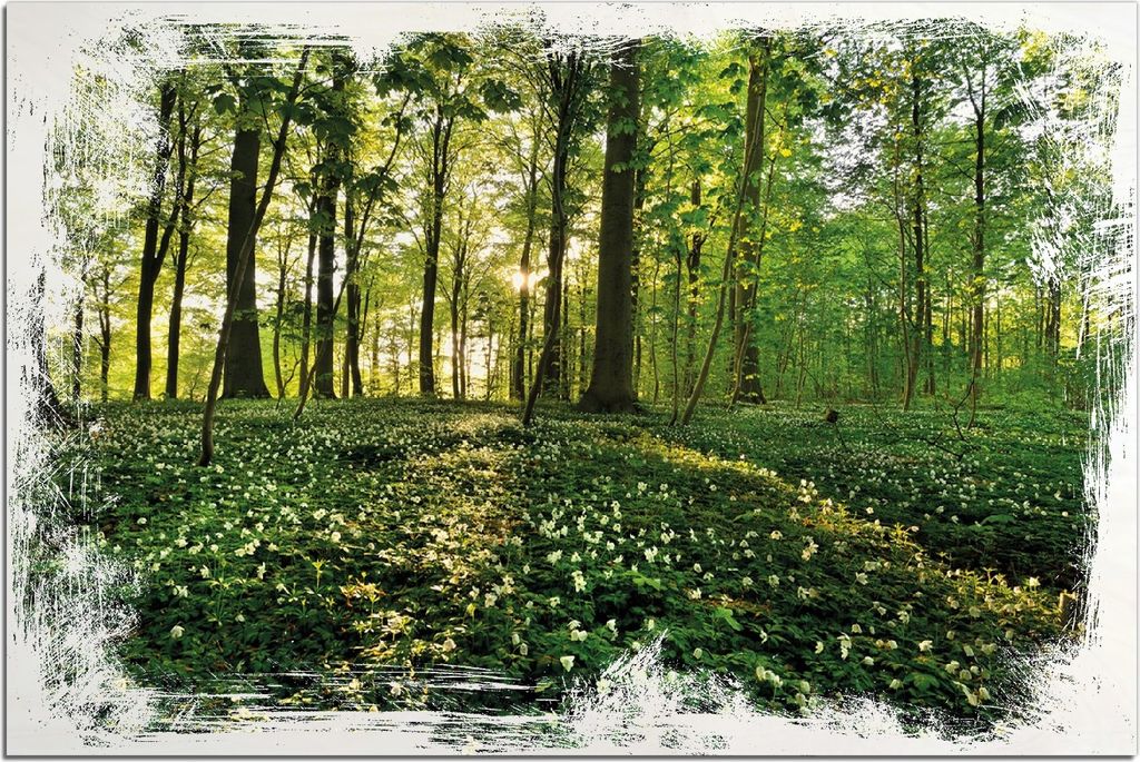 Kunstdrucke Wandbilder Holz in : Brillante Farben, Größe 60 x 90 cm Motiv Waldanemonen und Sonnenstrahlen im Wald
