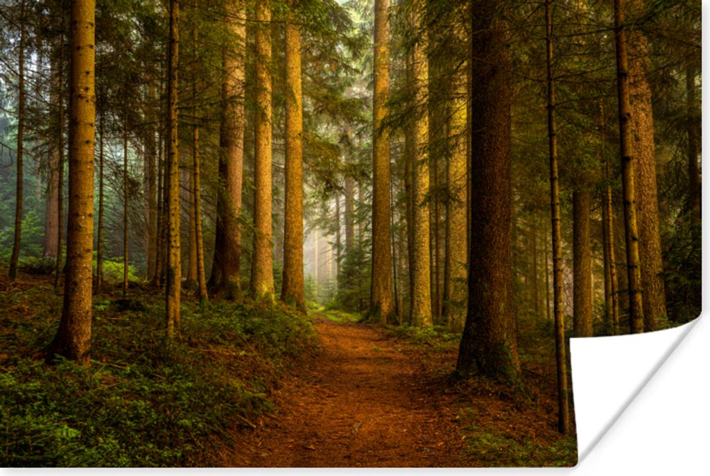 MuchoWow Poster Wald - Natur - Bäume - Landschaft - Laub 90x60 cm - Schlafzimmer