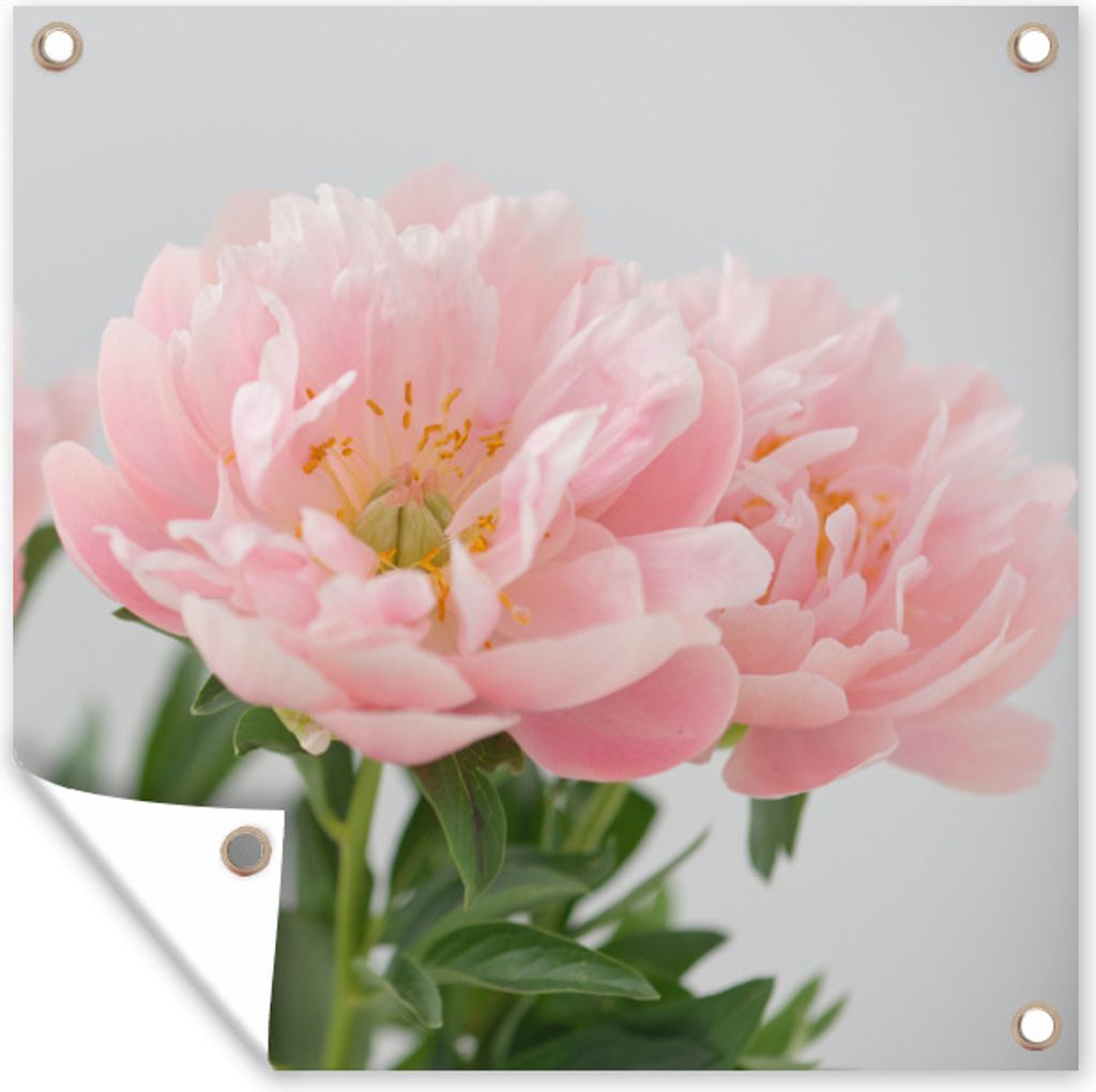 MuchoWow 100x100 cm Outdoor-Poster Gartendeko Sichtschutz Garten Poster für den Garten Blumenstrauß aus rosa Pfingstrosen
