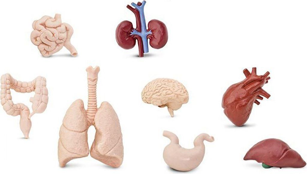 7x Organe Mensch Set Miniblings Medizin Anatomie Arzt Herz Lunge Gehirn Nieren