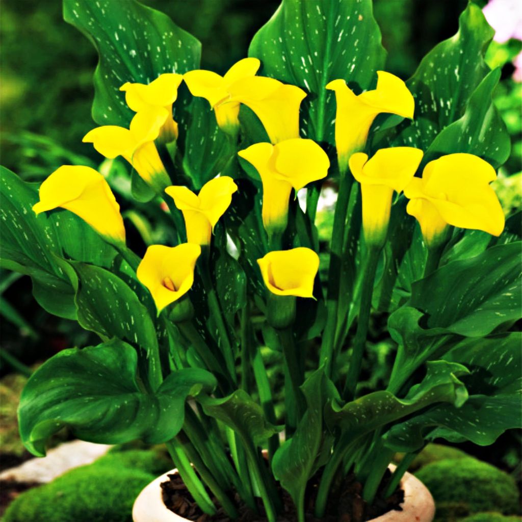 Kalla Blumen Blumentopf Schnittblumen Zantedeschia Calla Produktbild 