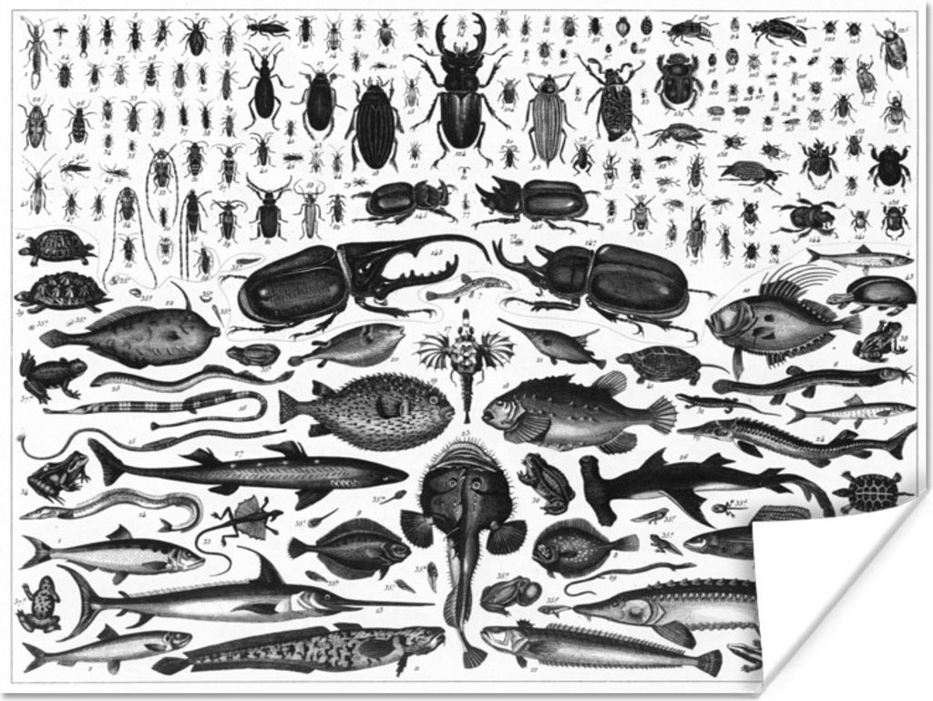 MuchoWow Poster Schwarz-Weiß-Abbildung von vielen Fischarten 80x60 cm - Kunst für zu Hause