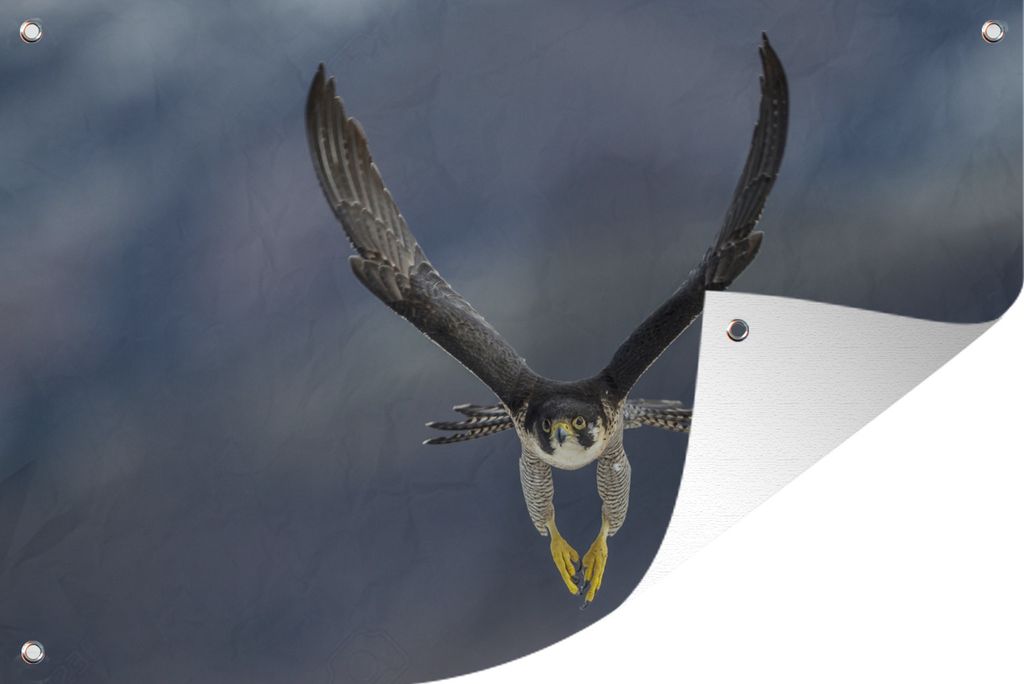 MuchoWow 120x80 cm Outdoor-Poster Gartendeko Sichtschutz Garten Poster für den Garten Wanderfalke - Vogel - Federn