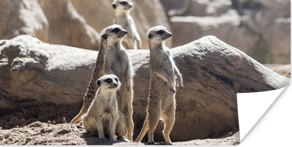 MuchoWow Poster Familie - Erdmännchen - Tiere 40x20 cm - Poster für die Wand - Poster Schlafzimmer