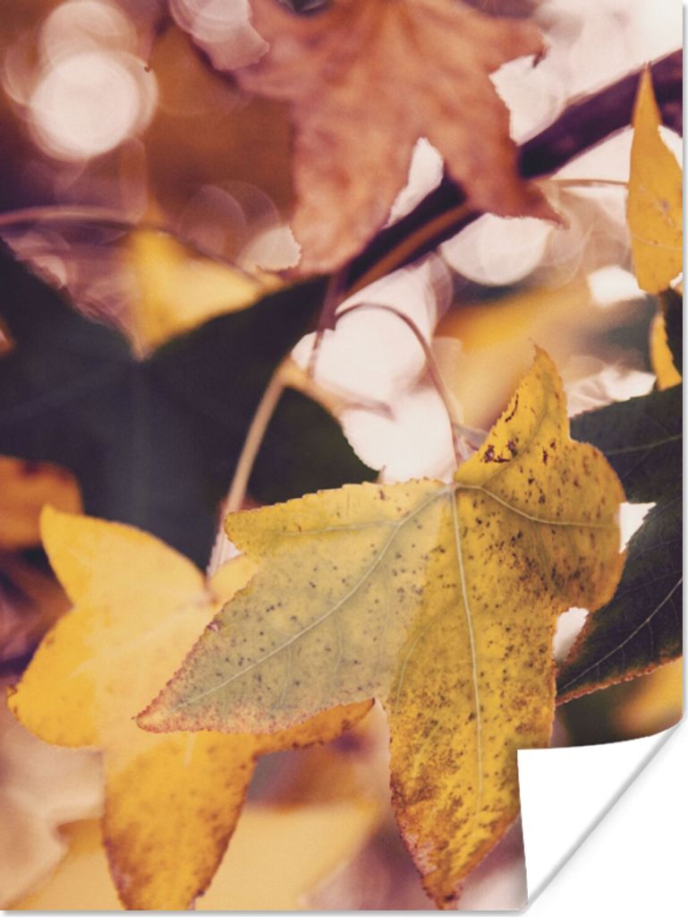 MuchoWow Poster Blätter - Ahorn - Herbst - Jahreszeiten 60x80 cm - Schlafzimmer Dekoration
