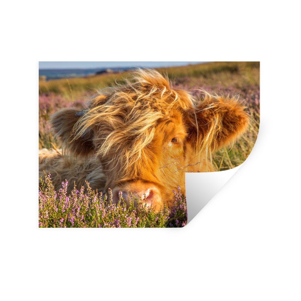 MuchoWow Wandtattoo Wandsticker Wandaufkleber Schottische Highlander - Heide - Gras - Tiere 120x90 cm Selbstklebend und Repositionierbar - Aufkleber