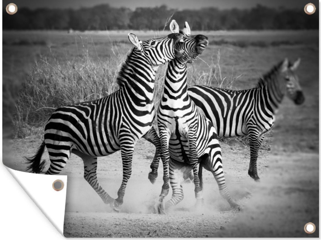 MuchoWow 80x60 cm Outdoor-Poster Gartendeko Sichtschutz Garten Poster für den Garten Kämpfende Zebras