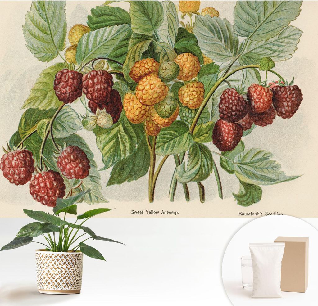 Fototapete - 152x104 cm - Tapete - Wandtapete - Wandbilder - Dekofolie - Tapete Folie - Wand - Dekoration - Wohnzimmer - Klassische Himbeeren
