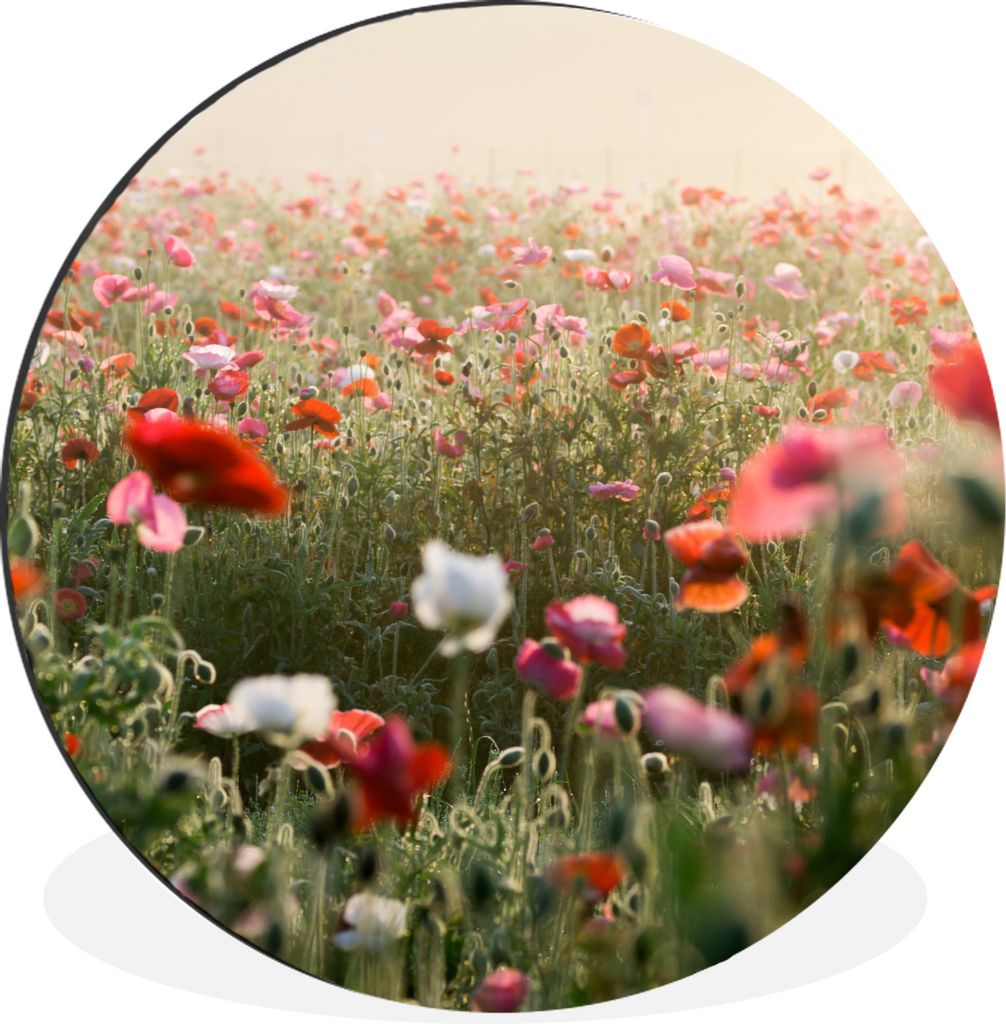 MuchoWow Aluminium Wandkreis Mohn - Farben - Pastell Ø 30 cm Wanddeko Modern Wohnzimmer - Wand Bild - Wohnzimmer - Runde Bilder - Alubilder - Ku...